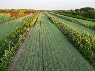 Das Foto zeigt ein Getreidefeld, das durch Gehölzstreifen in etwa 30 Meter breite Abschnitte unterteilt ist. Die Pappelstreifen mit je 4 Baumreihen sind 12m breit.