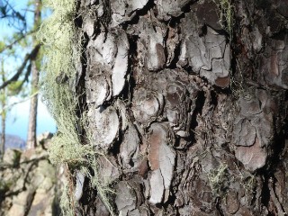 The image shows a close-up of the bark of a Canary pine tree.