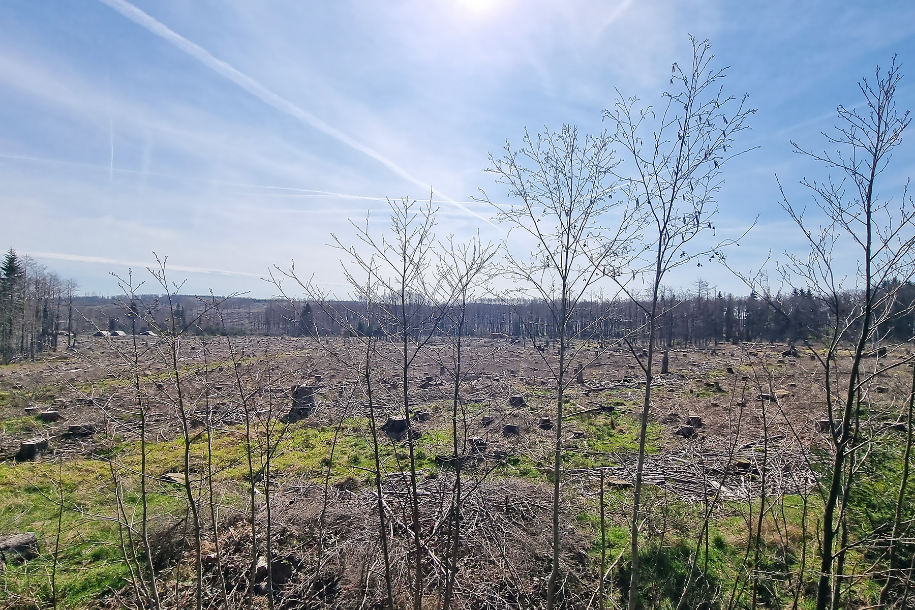 The photo shows a large bare area with a few young deciduous trees.