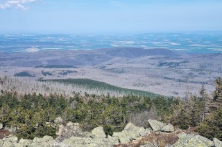 The photo shows large areas of forest with dead trees (predominantly spruce).
